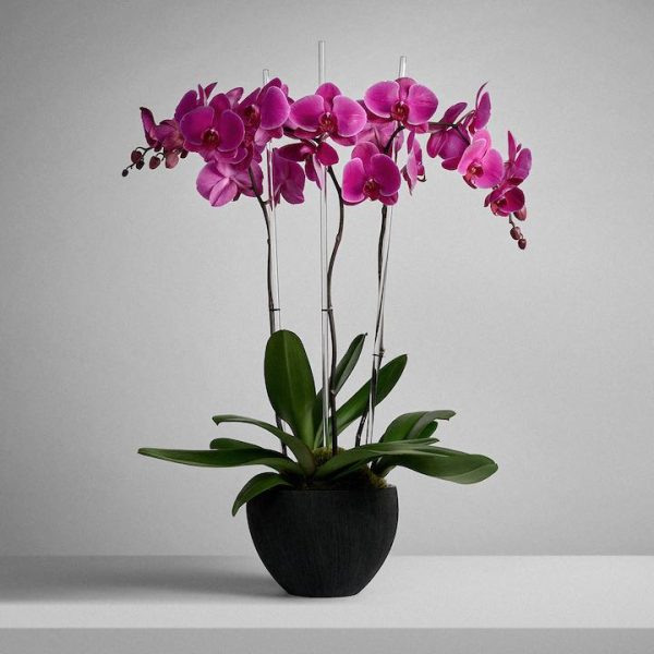 Phalaenopsis (Morada)